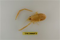 藏品(粗糙沼蝦)的圖片